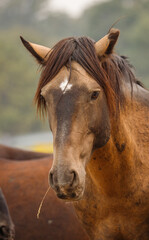 Obraz premium wild mustang horses in high desert