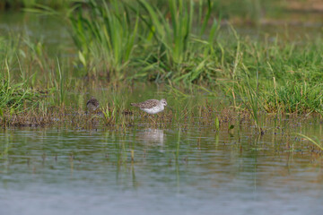 Greenshank (Tringa nebularia) foraging for food in the swamp