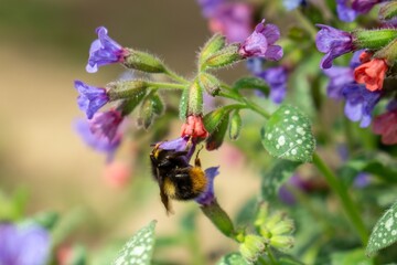Bumblebee on purple flowers. Slovakia