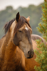 Obraz premium wild mustang horses in high desert