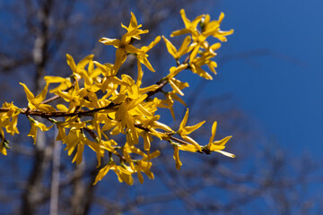 Forsythia flowers in front of with green grass and blue sky. Golden Bell, Border Forsythia.