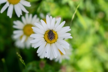 Bug on the white flower. Slovakia