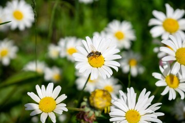Fototapeta premium Bee insect on the flowers. Slovakia