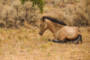 Fototapeta na wymiar wild mustang horses in high desert