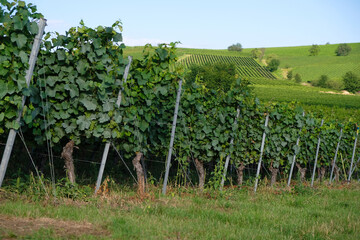 Fototapeta na wymiar Old vineyards in Bodenheim, Rhineland Palatinate, Germany. Metal supports for the vine.