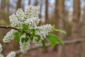 Frühling im Wald 1