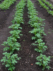 Potato Plants on an Allotment