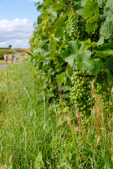 Fototapeta na wymiar Vineyard with green grapes along the hiking trail in Saulheim, Germany. Rheinhessen wine region. Vertical image.