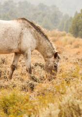 wild mustang horses in high desert