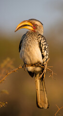 Yellow-billed Hornbill ( Tockus Nasutus) Kruger National Park, South Africa