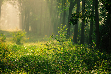 natural background of many species of plants that are laid out in the park, for the propagation of the species and to provide shade for those who stop by while traveling to study the ecology.