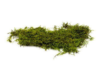 Moss green on white background. Space for text.