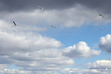 Seagulls are circling in the sky with curly clouds, wallpaper with birds