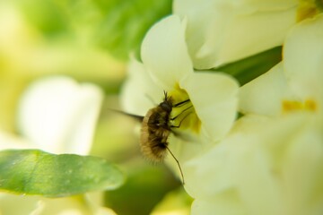 Fluffy fly on the yellow flower in nature. Slovakia