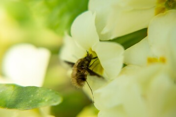 Fluffy fly on the yellow flower in nature. Slovakia