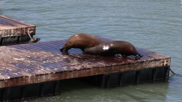 Sea lions Playing at Pier 39 in San Francisco