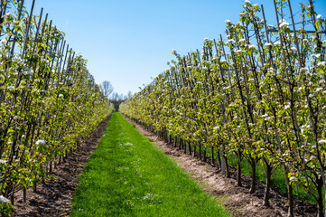 Obraz premium Spring white blossom of pear tree, fruit orchards in Betuwe, Netherlands