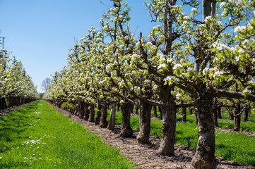 Spring white blossom of pear tree, fruit orchards in Betuwe, Netherlands