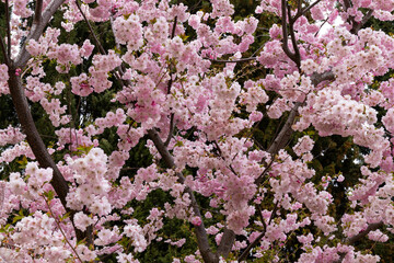 Sakura, Pink cherry blossom in the spring season in the park.