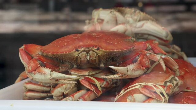 Closeup of a container full of Fresh Dungeness Crab