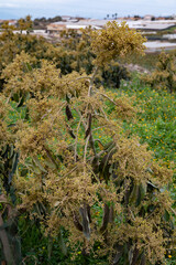 Harvesting and seasonal blossom of evergreen avocado trees on plantations in Costa Tropical, Andalusia, Spain