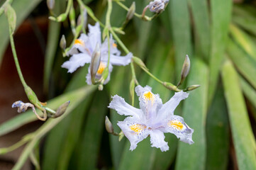 Blue white flowers of blossoming iris japonica wild plant