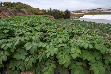 Fototapeta na wymiar Outdoor plantation of potatoes plants ready to harvest, eco-friendly farming in Andalusia, Spain