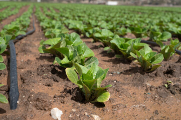 Farm fields with fertile soils and rows of growing  green lettuce salad in Andalusia, Spain