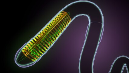 3d illustration of earthworm anatomy.