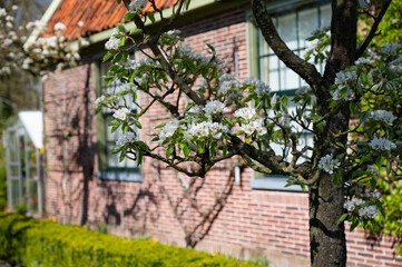 Spring white blossom of pear tree, garden with fruit trees in Betuwe, Netherlands