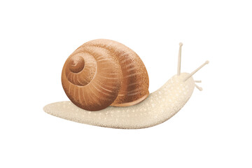 Illustration of a snail, light background, logo, sign, emblem.