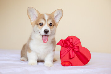 welsh corgi puppy with a heart-shaped gift box at home , valentine's day concept