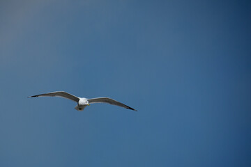 Ring-billed gull soaring on Florida