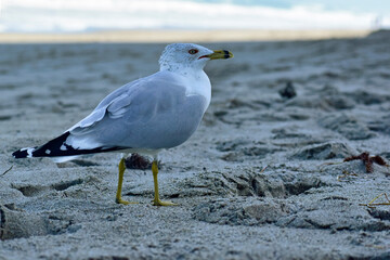 Adult ring-billed gull walking along the ocean