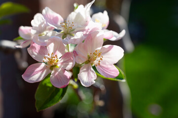Naklejka na ściany i meble Spring blossom of apple tree, orchards with pink apple fruit flowers