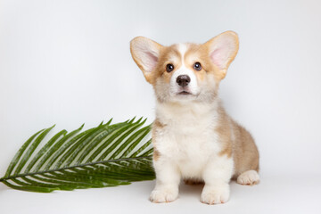 Welsh corgi puppy a palm branch on a white background, the concept of recreation