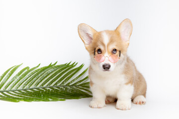 a Welsh corgi puppy in sunglasses with a straw hat and a palm branch on a white background, the concept of recreation