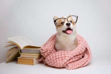 welsh corgi puppy with glasses and books on a white background, school teaching concept, student