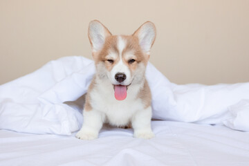 a Welsh corgi puppy is sitting on the bed at home