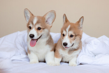 a group of Welsh corgi puppies are resting in the bedroom