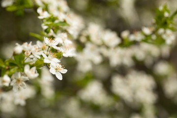 tree blossom in spring