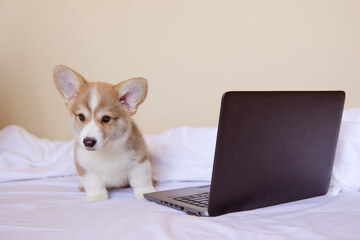 a corgi puppy with a laptop in the bedroom, a place for text