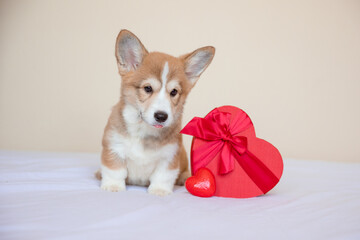 welsh corgi puppy with a heart-shaped gift box at home , valentine's day concept