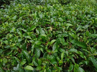 Obraz premium Camellia sinensis tea plant leaves, close-up view