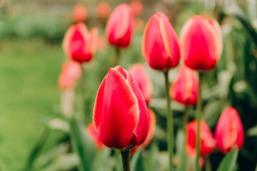 Red tulips bloom in spring after rain.