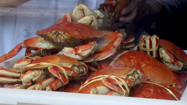 Closeup of a container full of Fresh Dungeness Crab