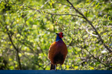 A portrait of a pheasant on a sunny spring day