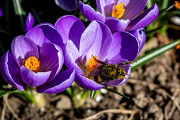 A bee collecting pollen from a purple crocus flower