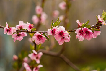 Obraz premium pink flowers