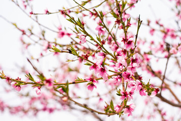 pink cherry blossom